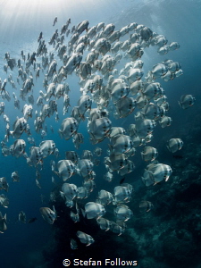 Across the Universe

Longfin Batfish - Platax teira

... by Stefan Follows 